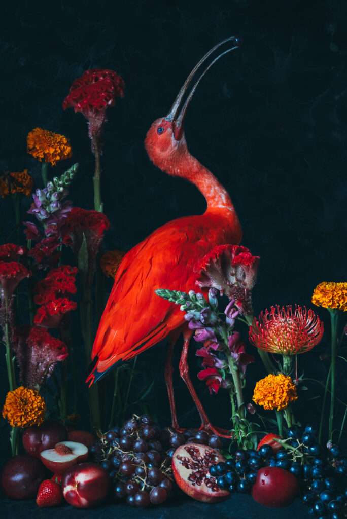 Stilleven met rode ibisen bloemen - copyright Inge van Beekum