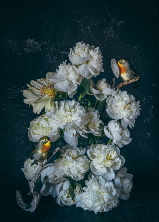 Kunstfoto stilleven van witte pioenrozen en Japanse nachtegaaltjes. Schilderachtige oude meesters stijl. Copyright Inge van Beekum